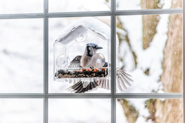 istock One blue jay Cyanocitta cristata bird perched on plastic glass window feeder eating penuts during winter snow in Virginia with wing feathers 1097505206