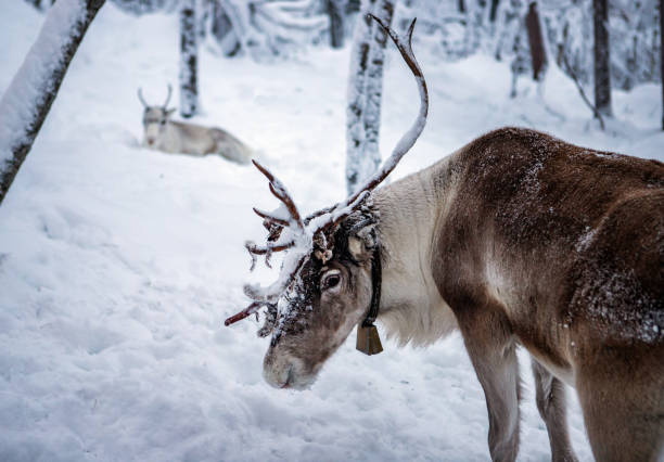 istock Reindeers of the arctic 1097505314