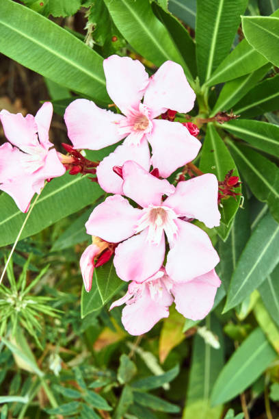 istock Details of a pink flower Nerium 1097505334