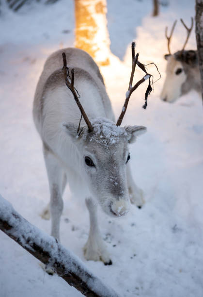 istock Reindeers of the arctic 1097505780