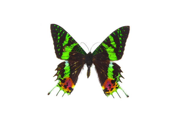 istock beautiful green tropical butterfly on a white isolated background 1097506144
