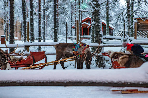 istock Reindeers of the arctic 1097507976