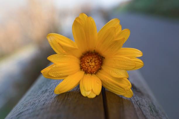 istock romantic orange flower petals decorative in the garden 1097508246