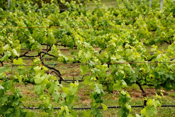 uma vinha em uma fazenda de vinho perto de stellenbosch, áfrica do sul. - south africa cape town winelands constantia - fotografias e filmes do acervo