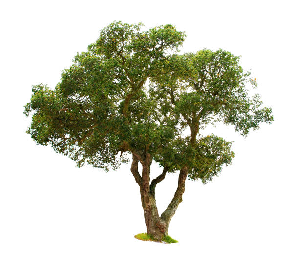 Cork oak isolated on white background. stock photo