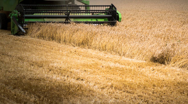 istock Pouring wheat grain into tractor trailer after harvest at field 1097509284