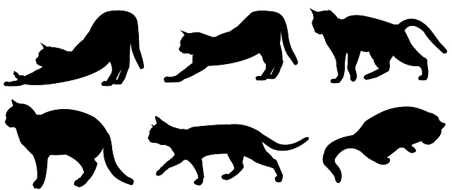 Multiple cats are as vector, most of them are side view, one of them is from high angle view.