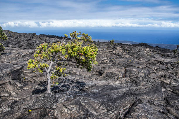 istock Lone Ohia tree in a volcanic landscape 1097512078