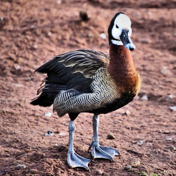 istock A picture of a Whistling Duck 1097513174