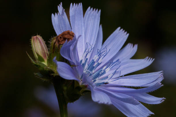 istock Beautiful succory flower is growing on a spring meadow. Close up. 1097514444
