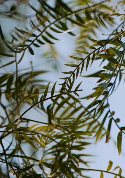 istock beautiful green tree leaves texture in the nature 1097517294