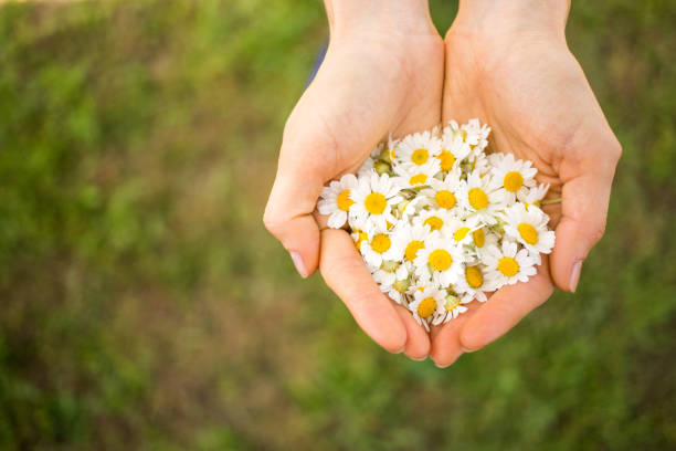 rumianek - chamomile plant daisy spa treatment chamomile zdjęcia i obrazy z banku zdjęć