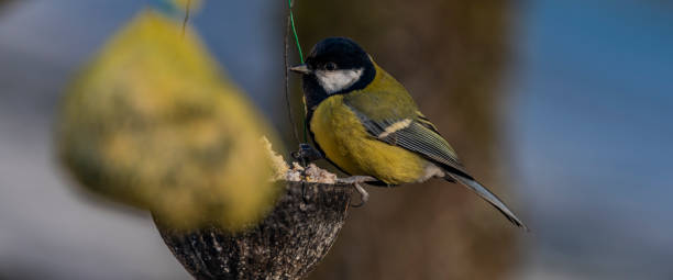 istock Yellow chickadee bird on apricot tree in winter cold sunny day 1097519838