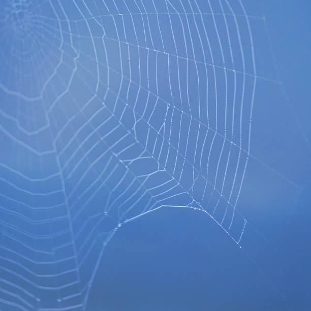 istock shiny drops on the abstract spider web in the nature 1097520600