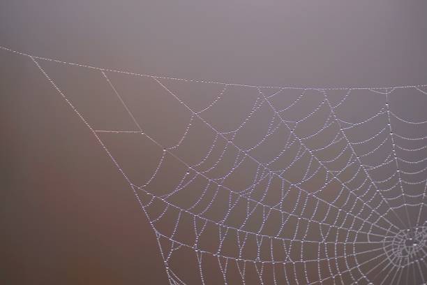 istock shiny drops on the abstract spider web in the nature 1097520912