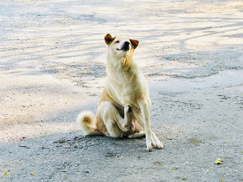 Adult White Dog Scratching His Skin on The Empty Concrete Road.