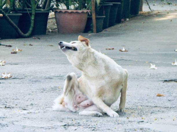 istock White Dog Try to Scratching His Skin 1097522608