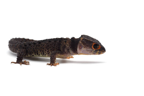 istock The crocodile skink isolated on white background 1097528758