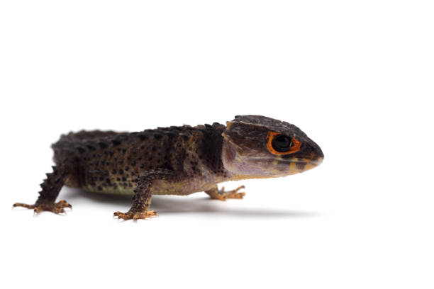 istock The crocodile skink isolated on white background 1097528768