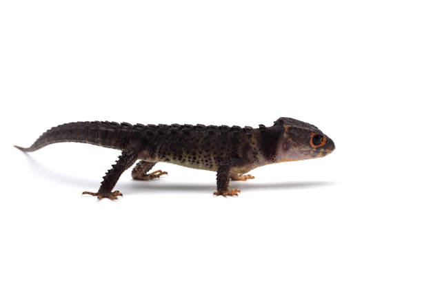 istock The crocodile skink isolated on white background 1097528770