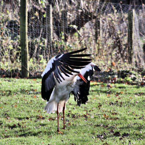 istock A picture of a White Stork spreading its wings 1097528866