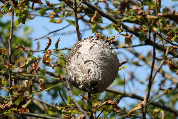 istock Large wasp nest hanging in tree crown 1097535692