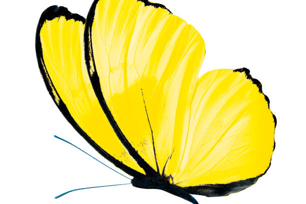 istock beautiful butterfly isolated on white background 1097542854