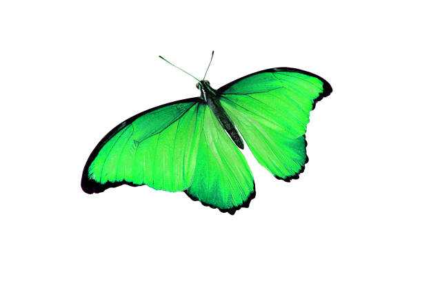 istock beautiful color butterfly isolated on white 1097542856