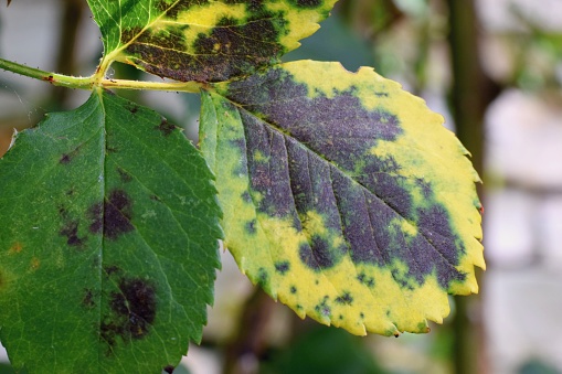 Detail of affected leaf