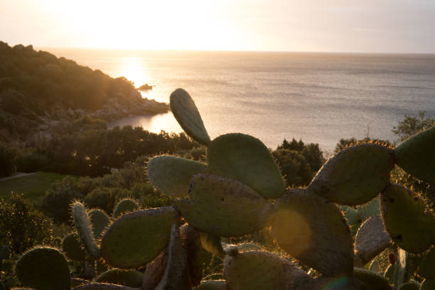 istock View of sunrise, sea and vegetation 1097545548