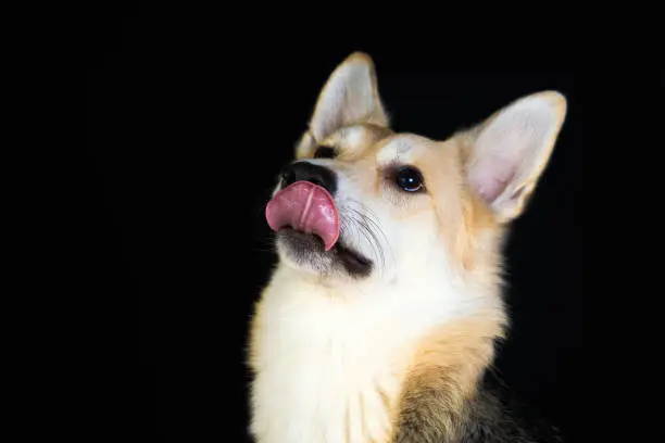 shepherd dog Detailed portrait on a black background, cute dog brown-white. licks her tongue