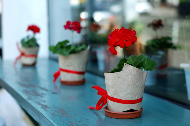 Several red geranium flowers in beautiful pots on the windowsill.