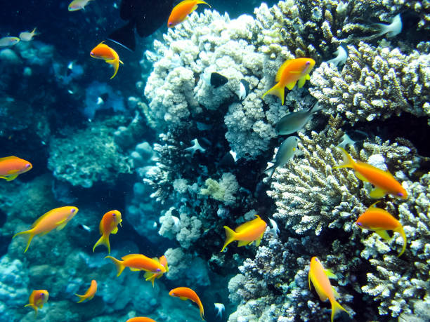 istock Life on a coral reef 1097553836
