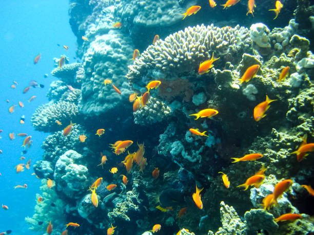istock Life on a coral reef 1097553850
