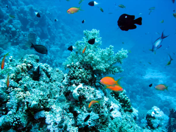 istock Life on a coral reef 1097553864