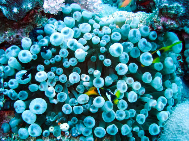 Life on a coral reef
