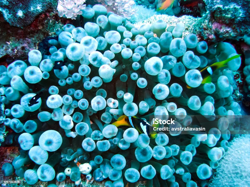 Life on a coral reef Life on a coral reef. Animal world underwater on a reef. Aquarium Stock Photo