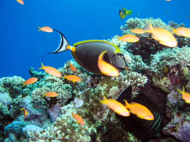 istock Underwater shooting. Coral reef and its inhabitants. 1097553936