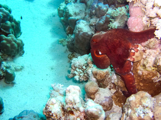 istock Underwater shooting. Coral reef and its inhabitants. 1097553960