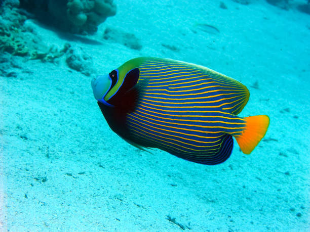 istock Underwater shooting. Coral reef and its inhabitants. 1097553976