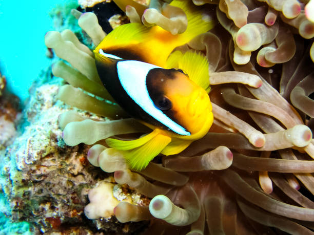 istock Underwater shooting. Coral reef and its inhabitants. 1097554050