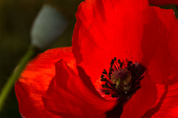 papoulas flores vermelhas, close-up de flores de papoula. - macro poppy red close up - fotografias e filmes do acervo