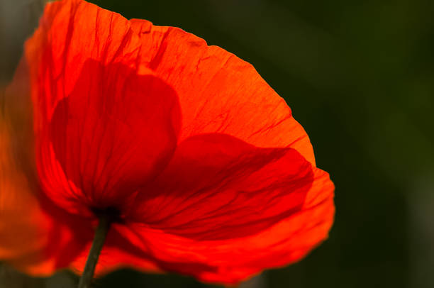 czerwone kwiaty maku, zbliżenie kwiatów maku. - oriental poppy flower head lace poppy zdjęcia i obrazy z banku zdjęć