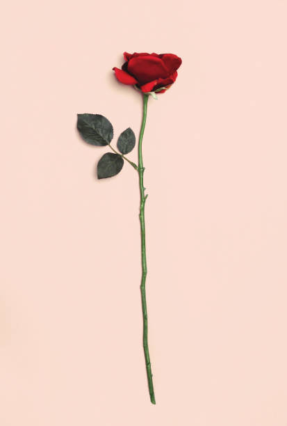 istock Red rose flower isolated on pink background 1097558356