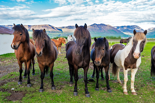 Icelandic horses in the farm  of Varmahlid village. Skagafjordur municipality in Northwestern Iceland