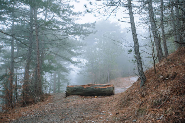 istock A log lying in the middle of the path in the forest. 1097562912