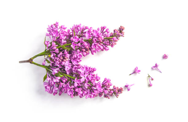 istock lilac flowers on white background 1097564520