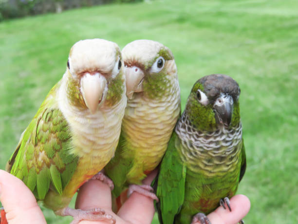 istock Pretty pet parrots enjoying the summer 1097568940