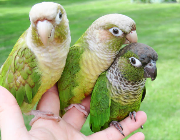 istock Pretty pet parrots enjoying the summer 1097568952