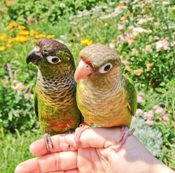 istock Pretty pet parrots enjoying the summer 1097568974